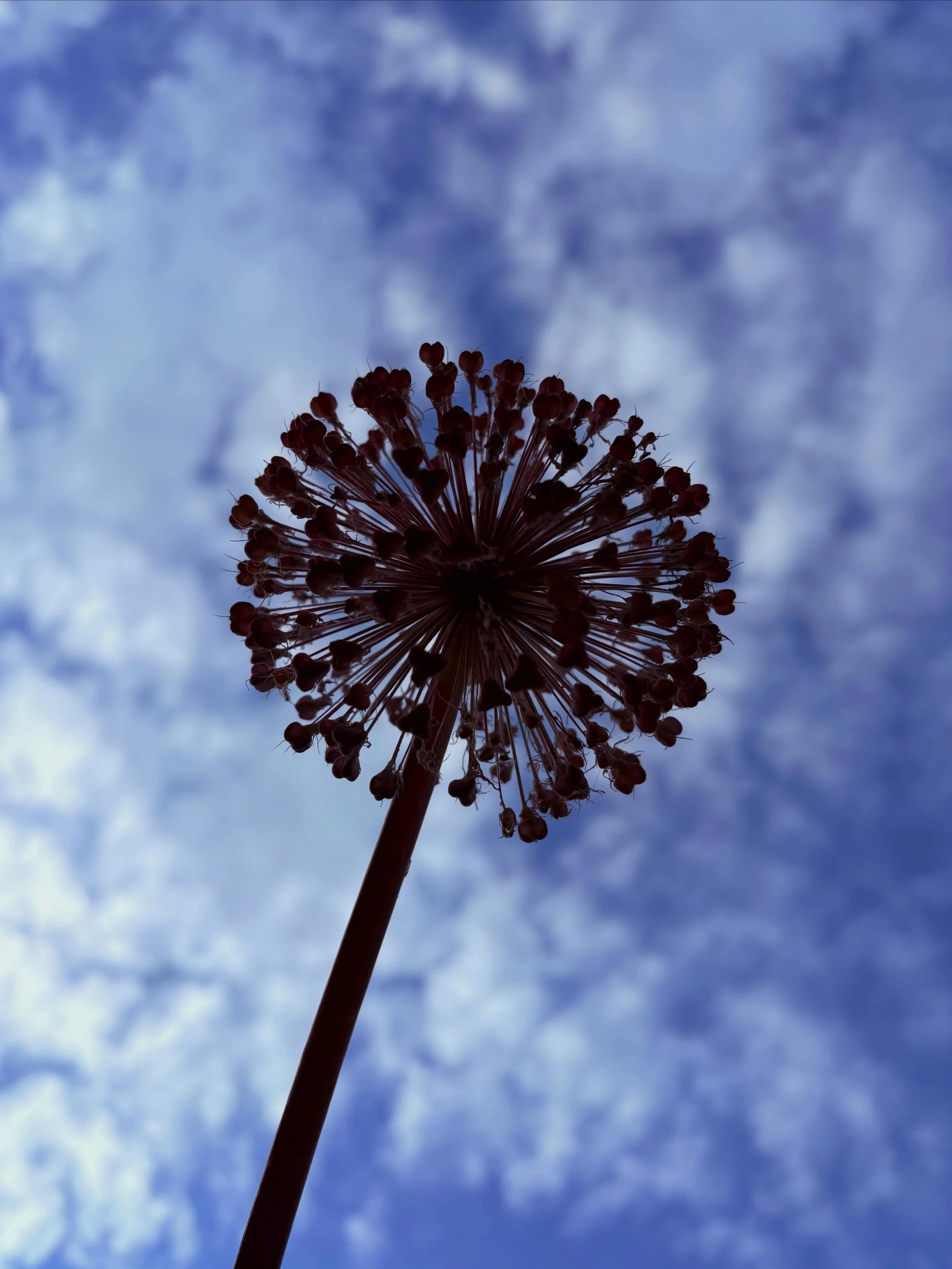 Sky and Allium.