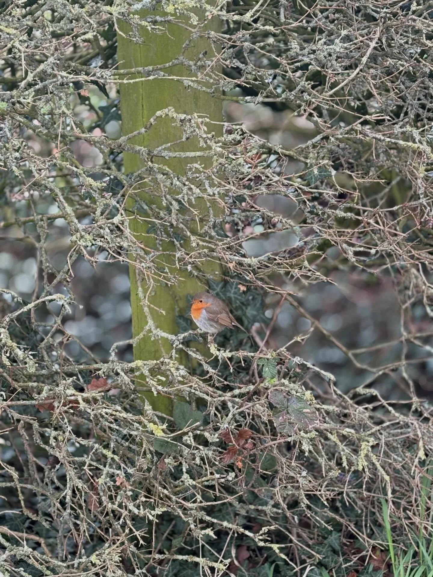 Red Robin providing a splash of colour in the hedge.