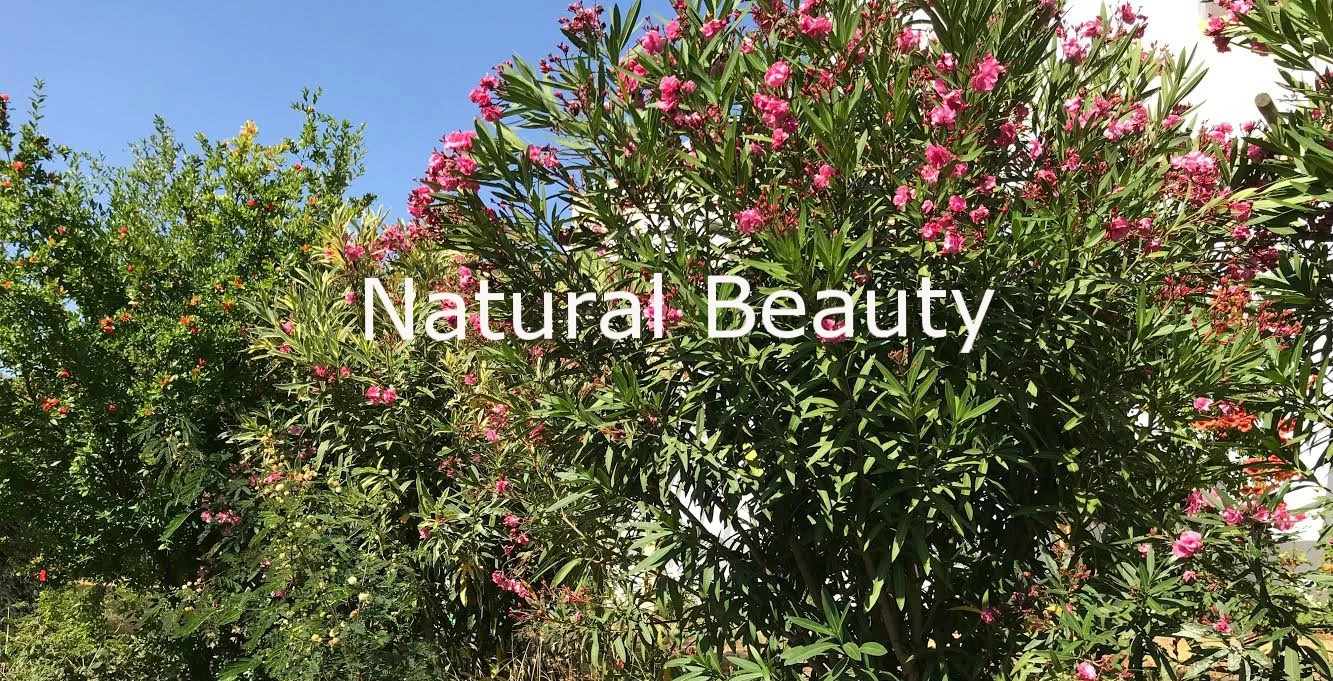 pink tree banner.jpg