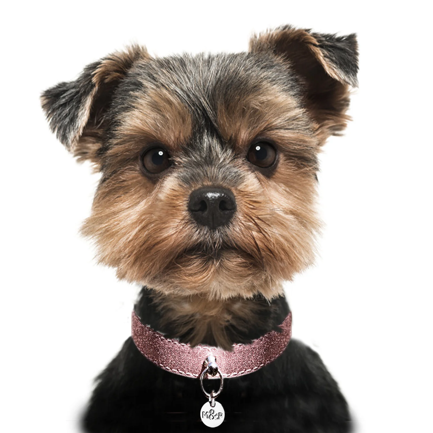 MP4052 STARDUST PINK Dog.jpg