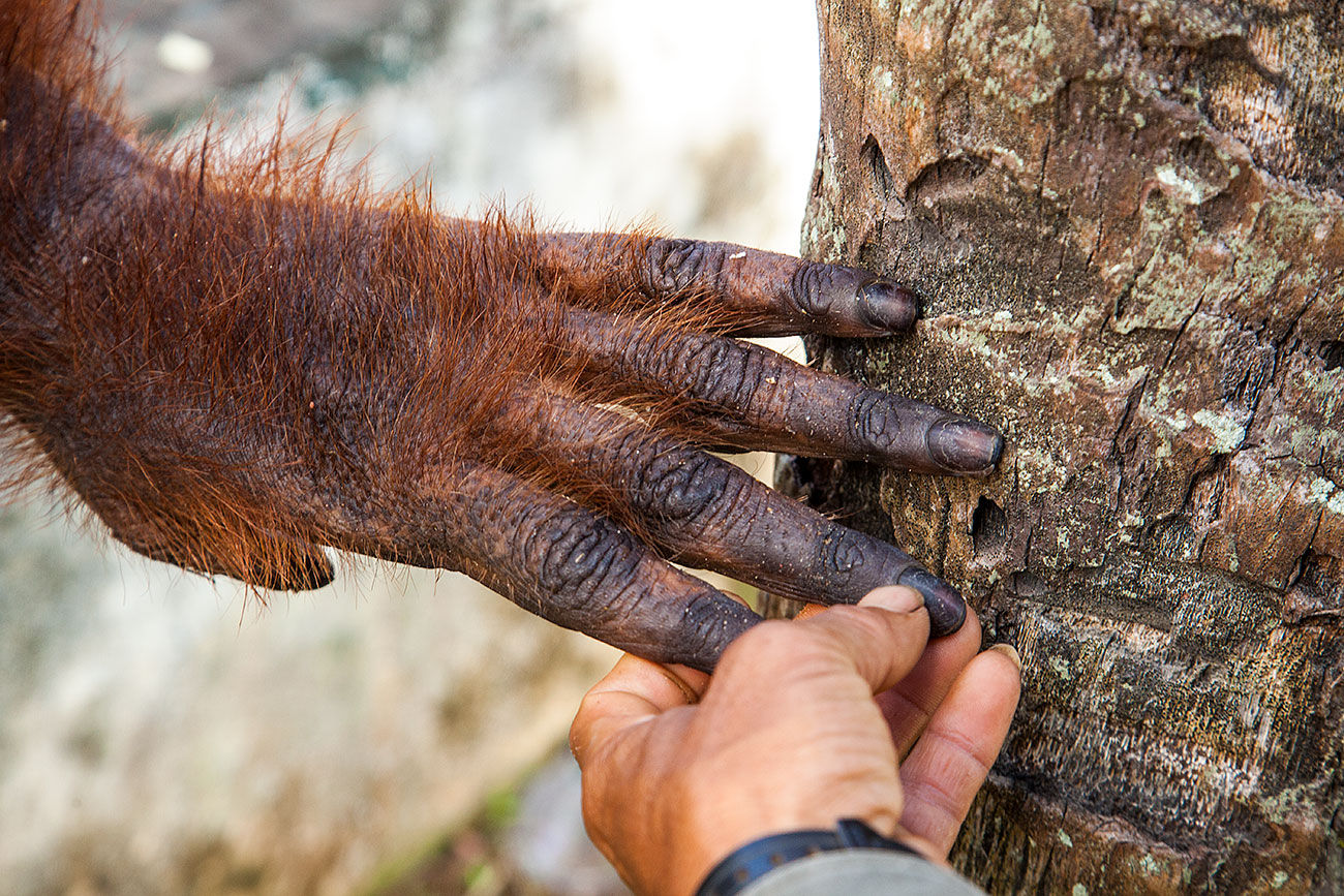 Hands