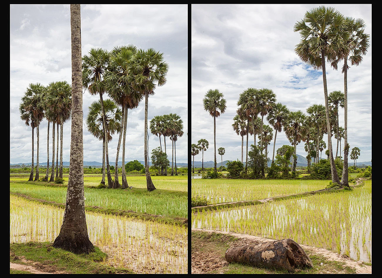 rice-palms-fine-art.jpg