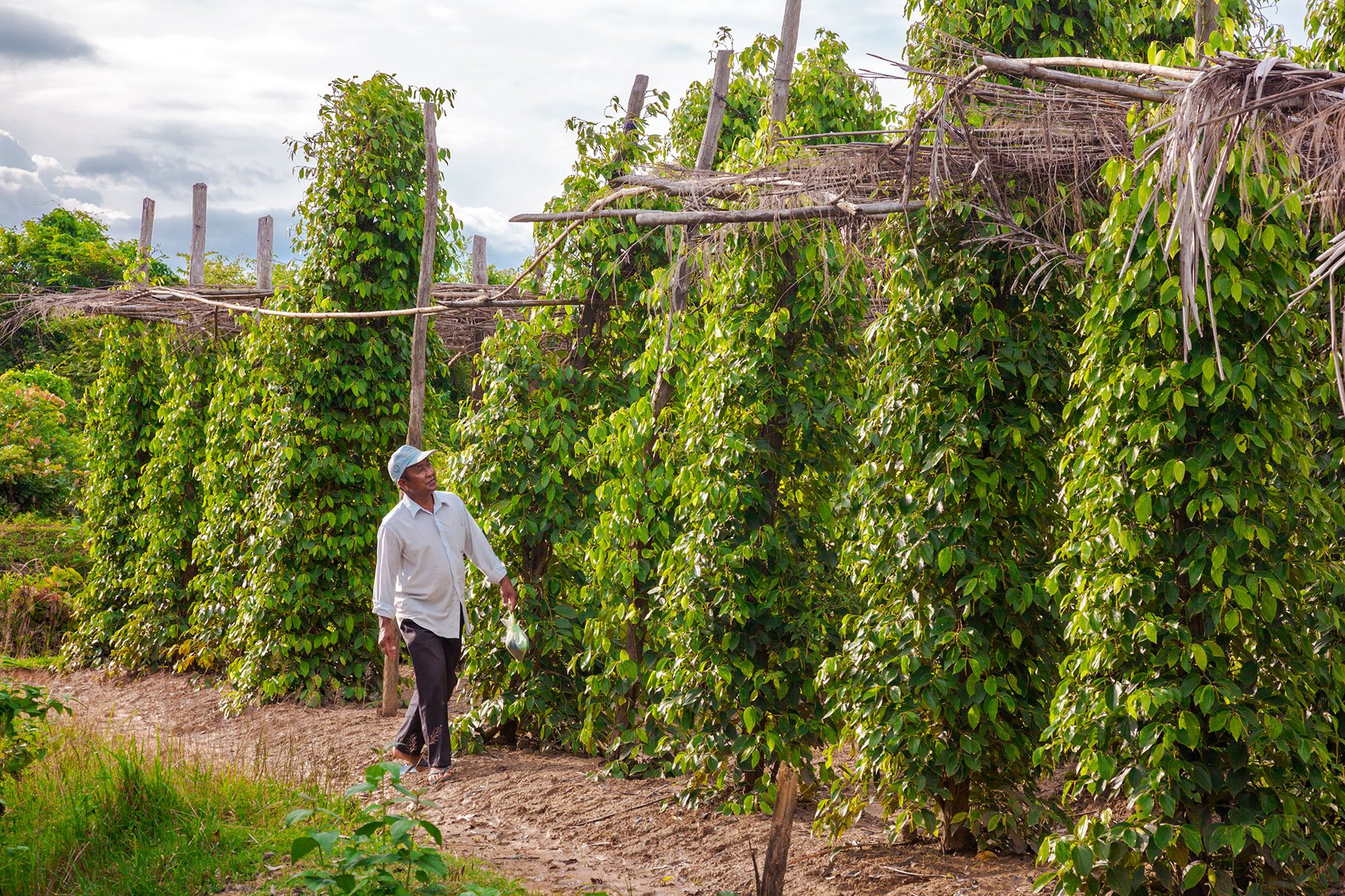 Checking the vines