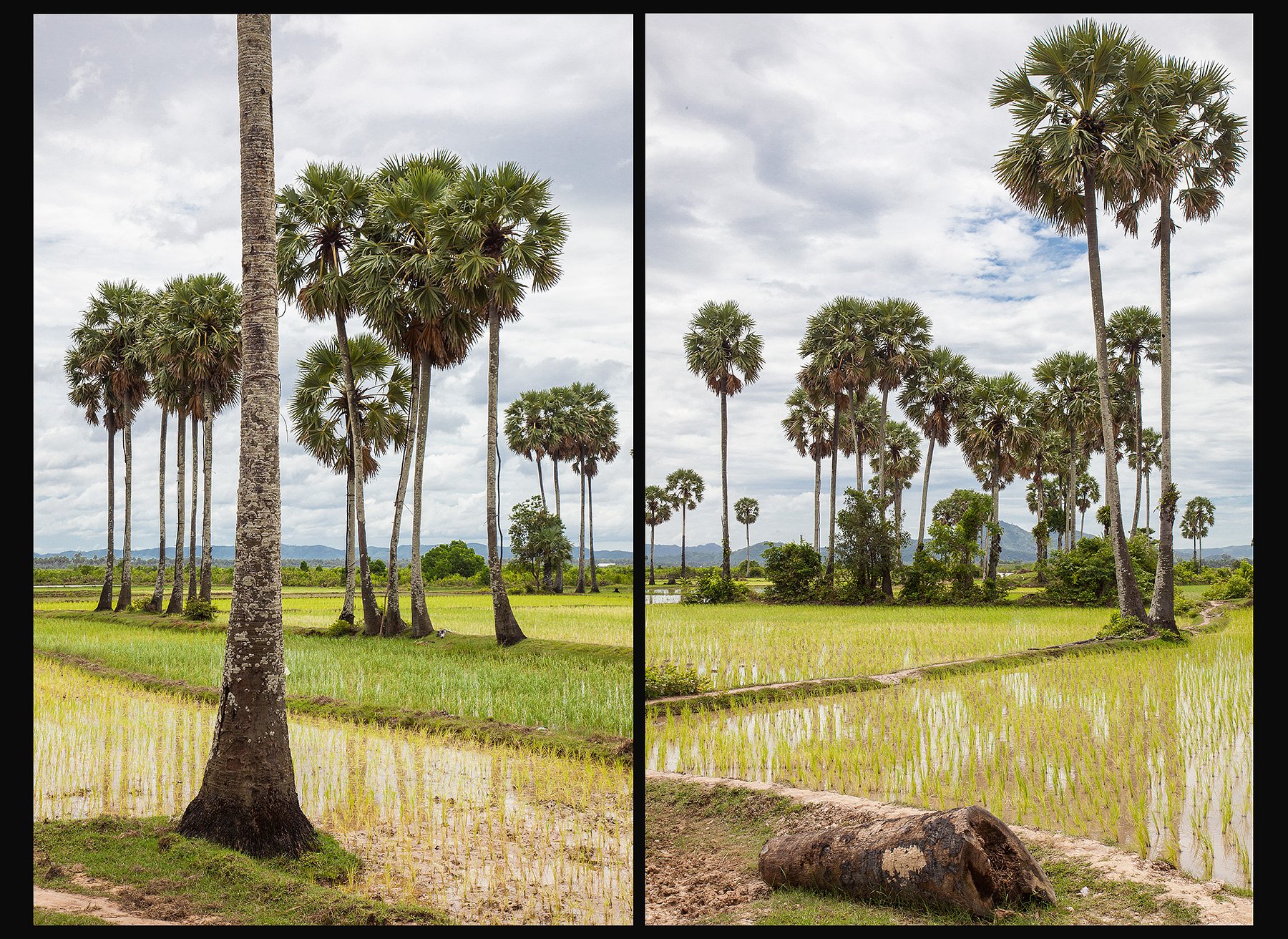 Rice / Palms