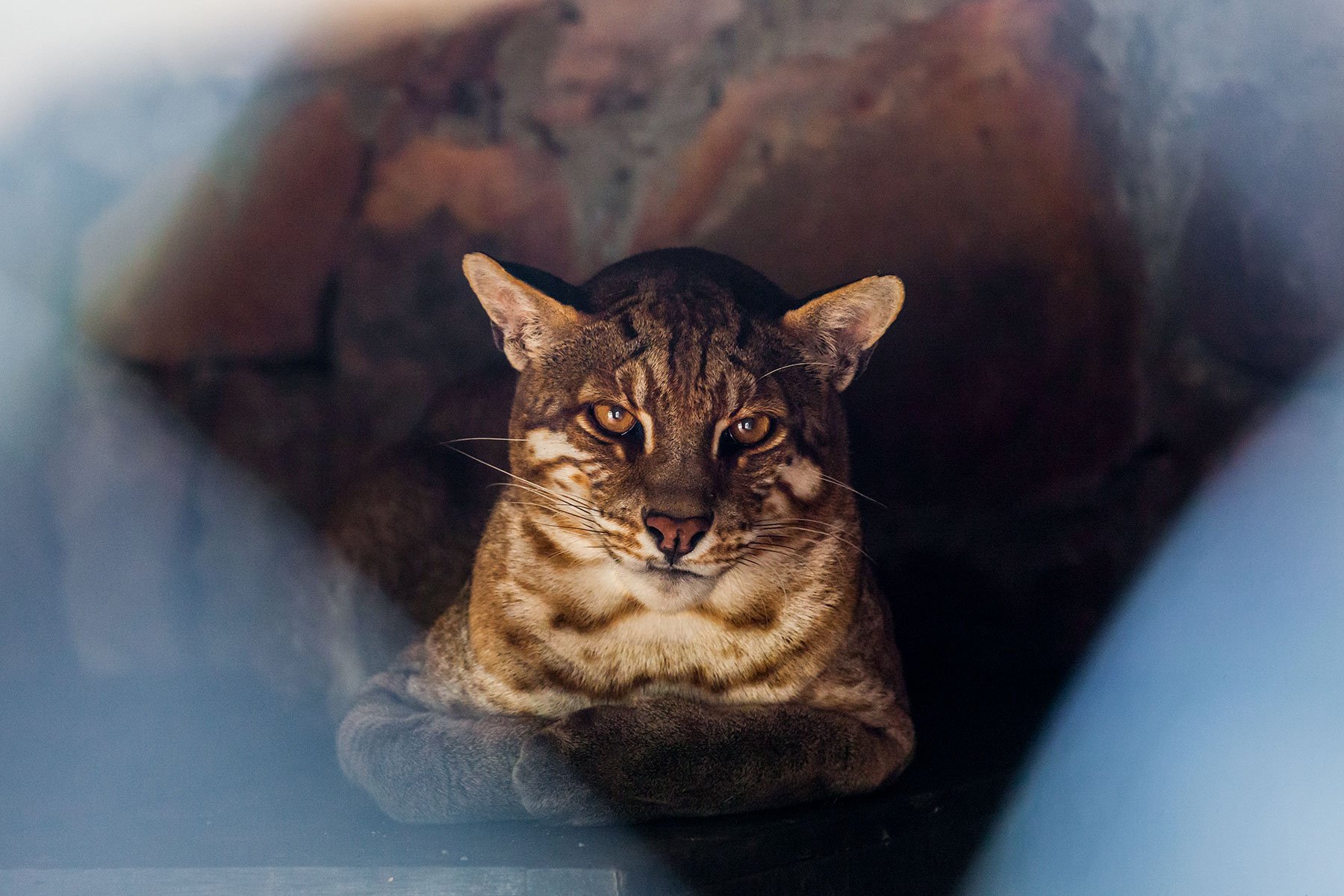 Asian Golden Cat