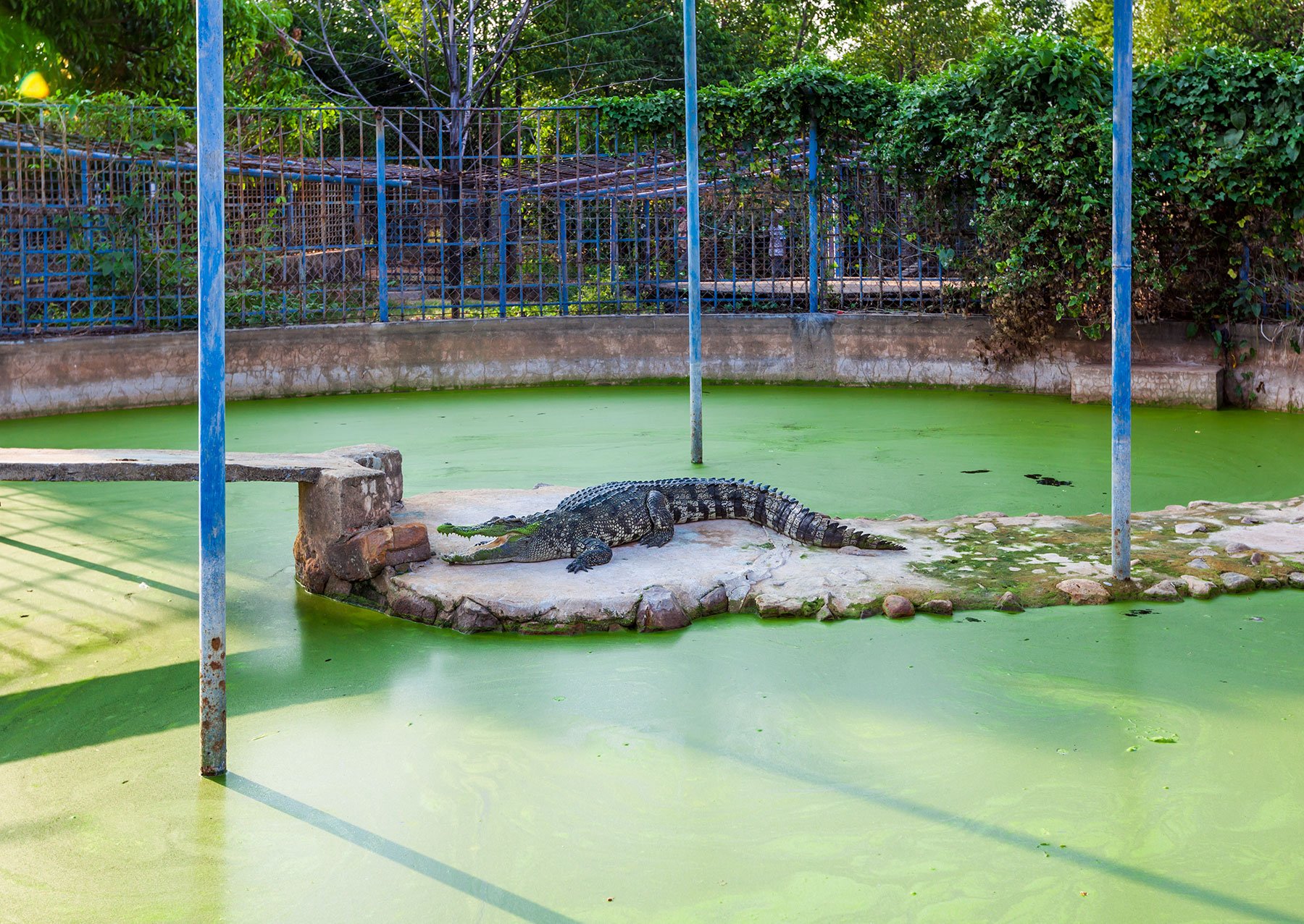 Crocodile Enclosure