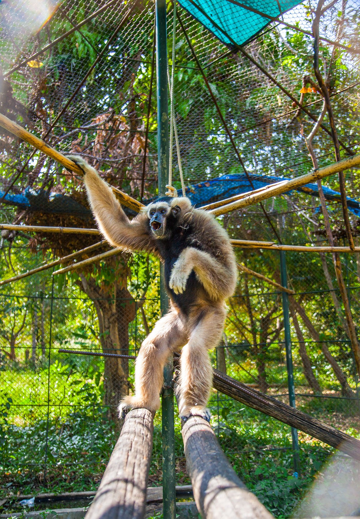 White Cheeked Gibbon