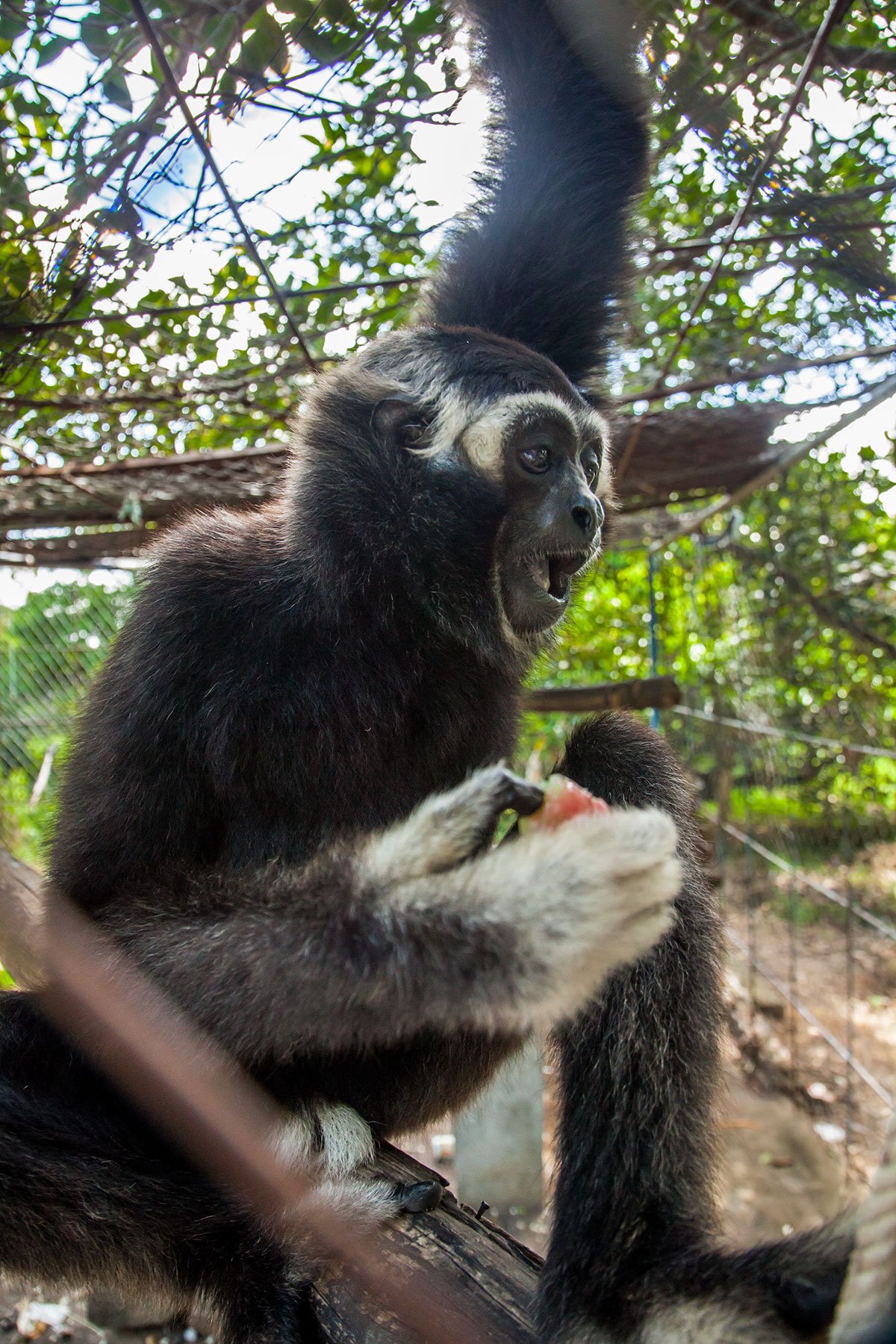 Black Crested Gibbon