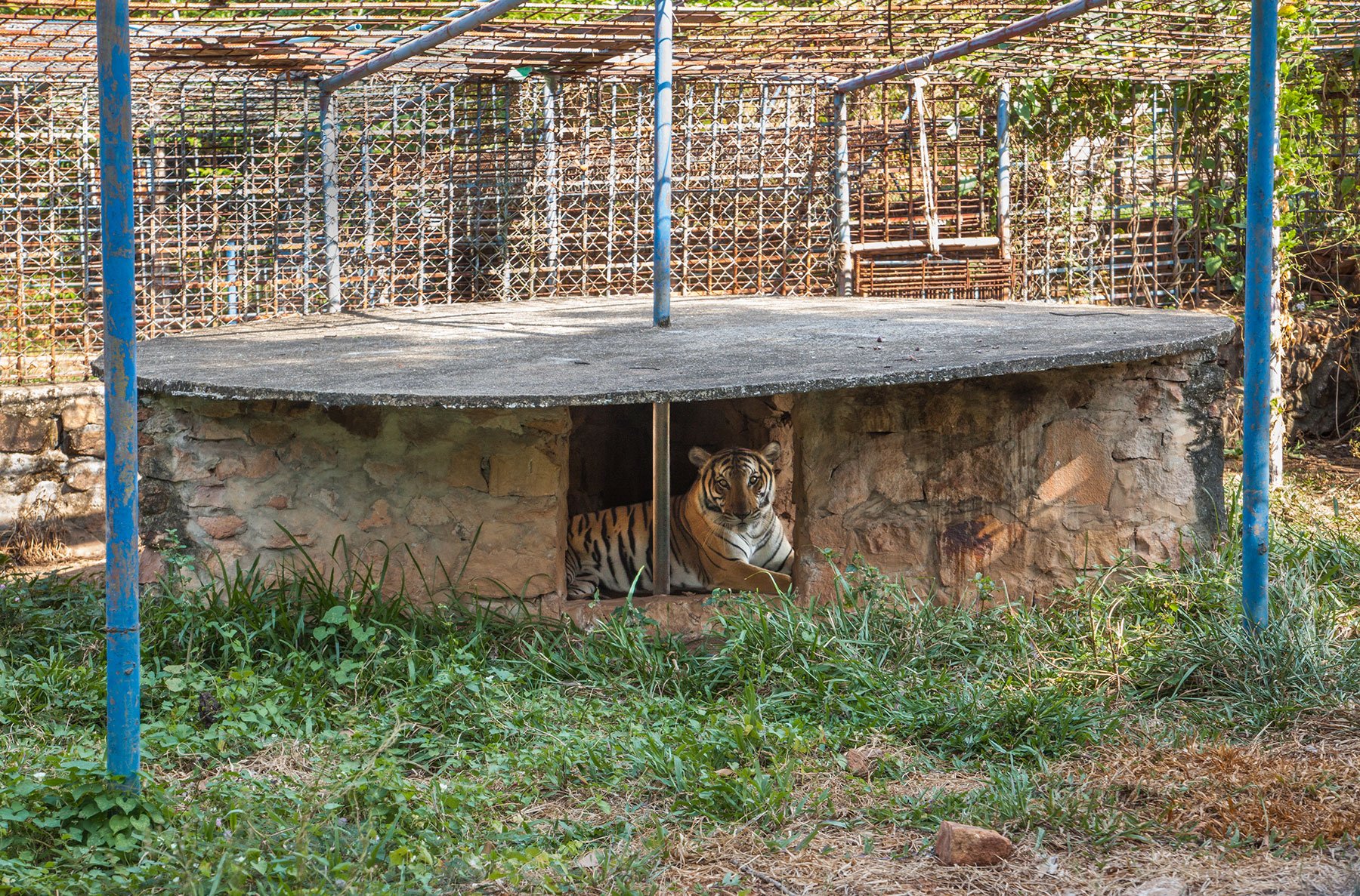 Sros the Female Bengal Tiger