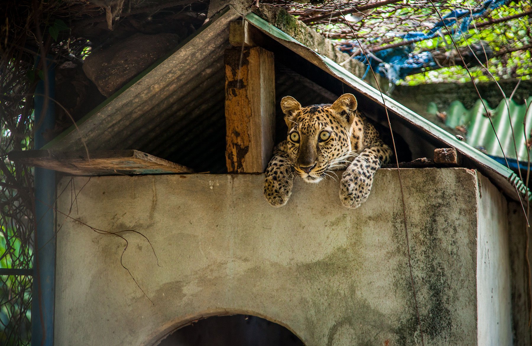 Reap the Female Leopard