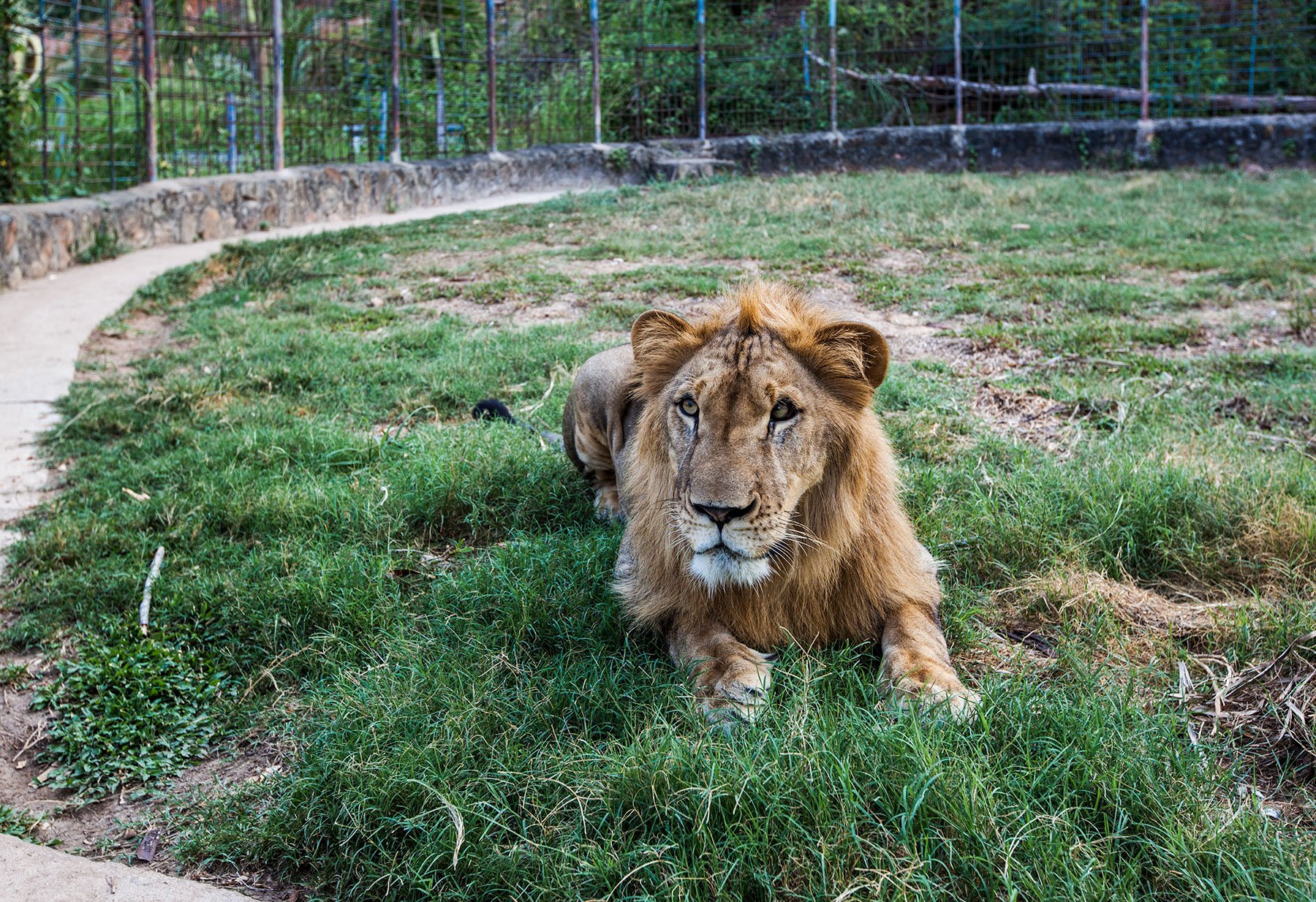 Lion Enclosure