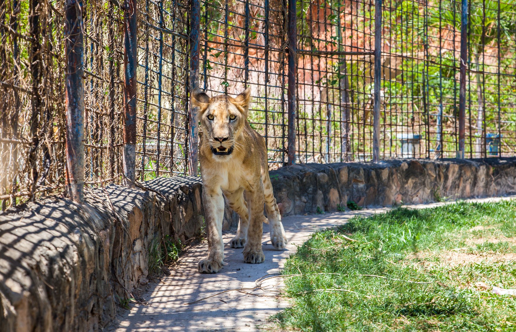 Roaming Lioness