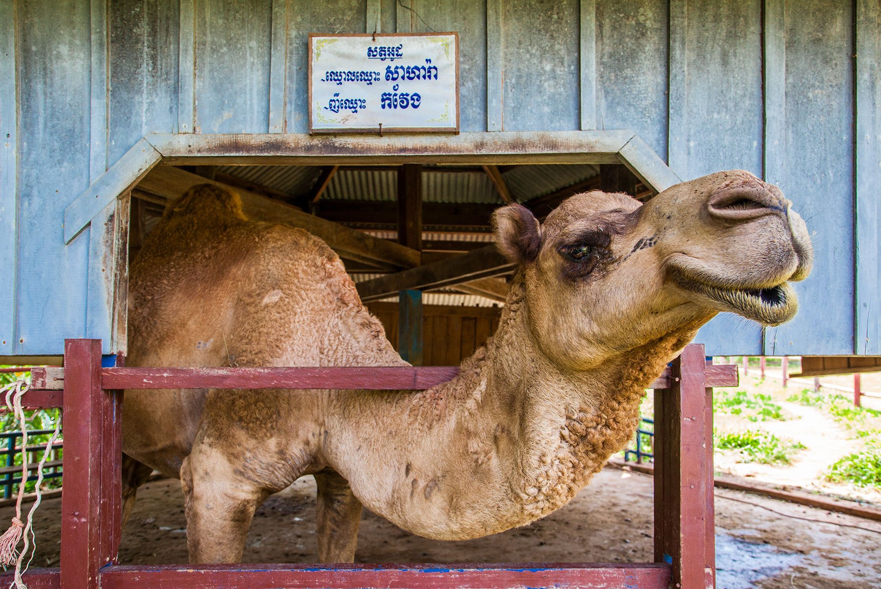 Indian Camel