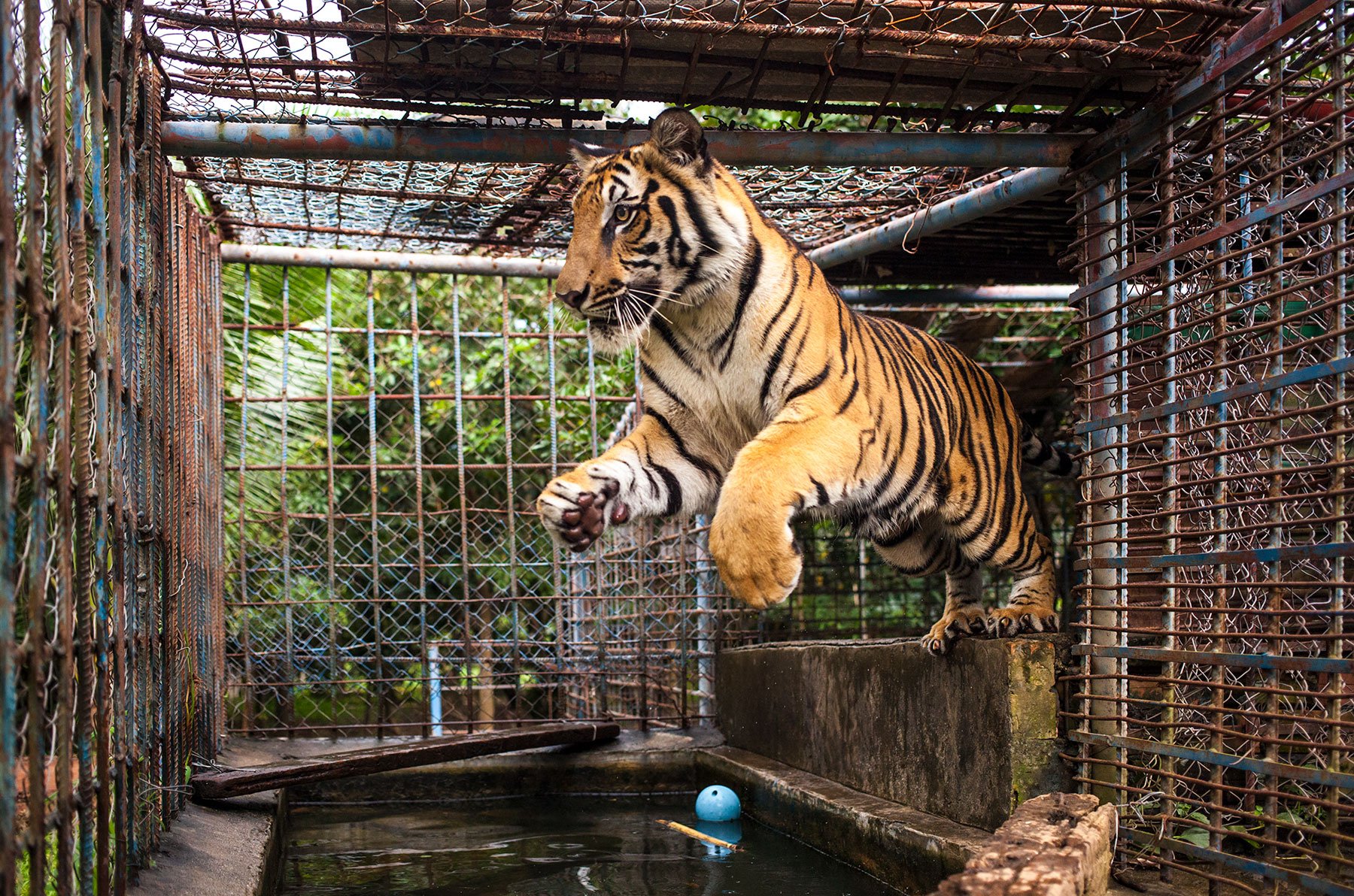 Meanchey the Young Male Bengal Tiger