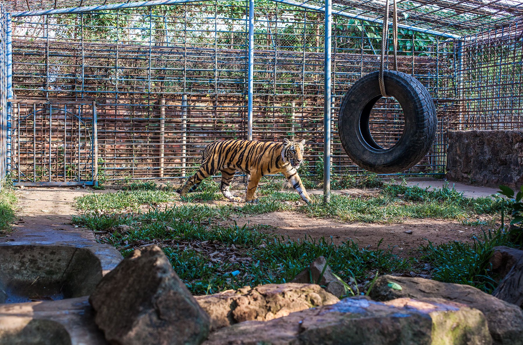 Tiger Sstroll