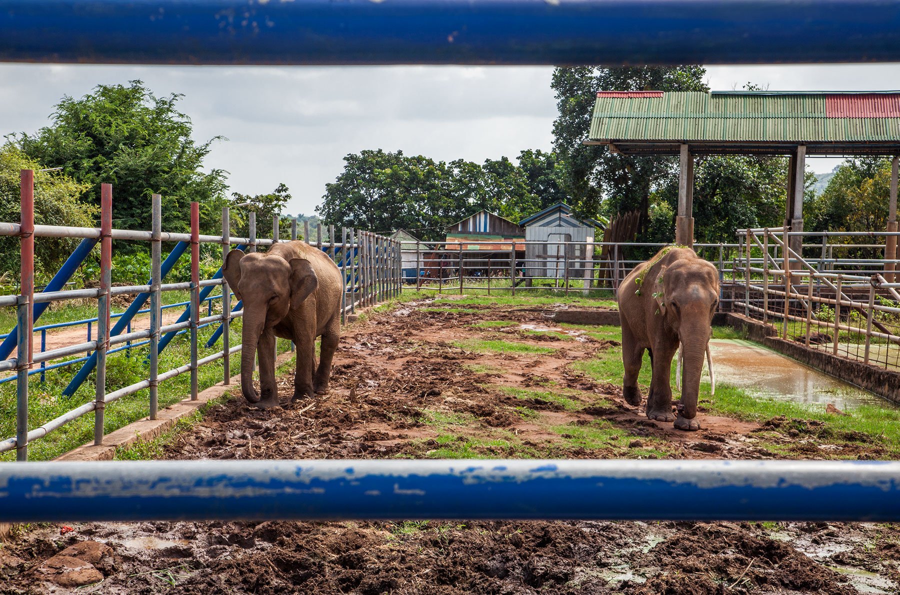 Kiri and Seila Asian Elephants