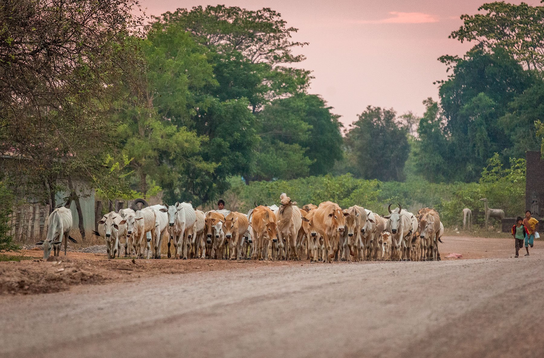 Cows Go Home