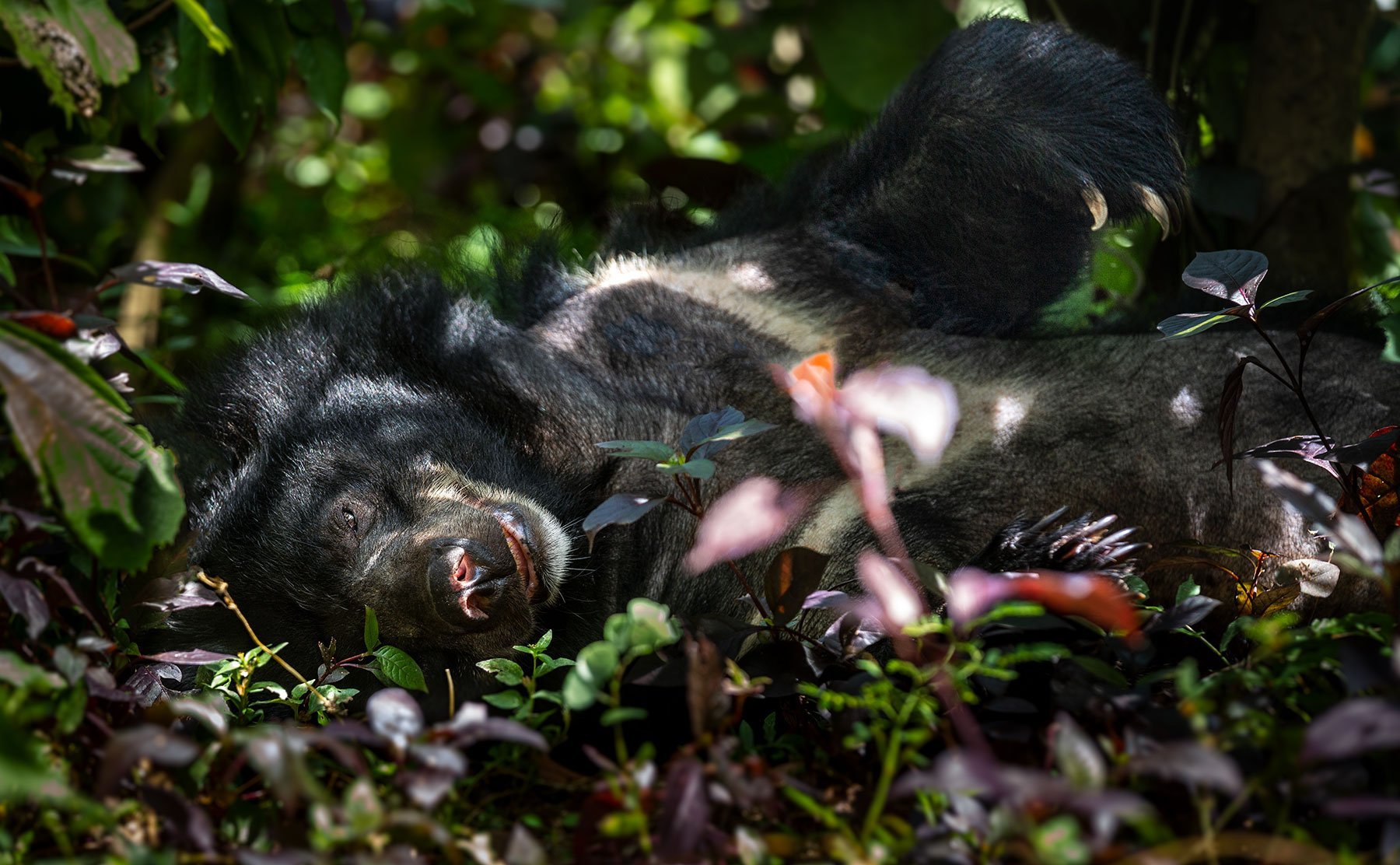 Free the Bears | Laos and Cambodia