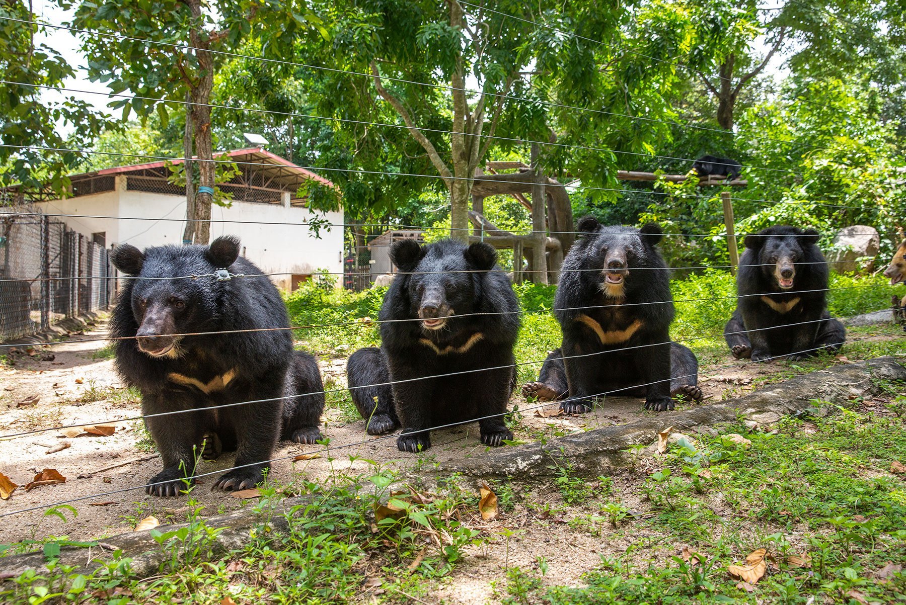 Free the Bears | Laos and Cambodia