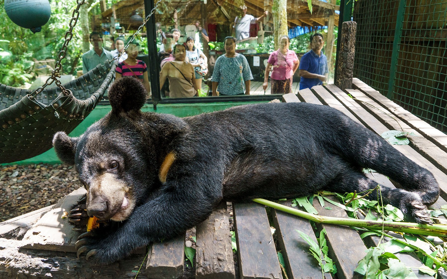 Free the Bears | Laos and Cambodia