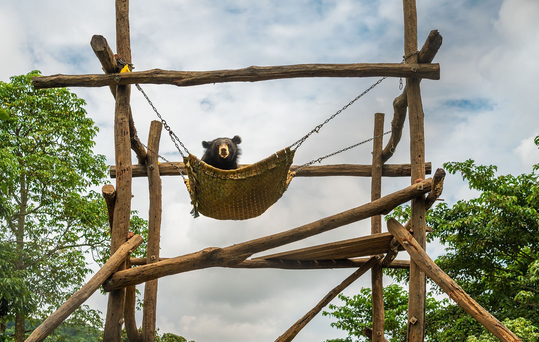 Free the Bears | Laos and Cambodia
