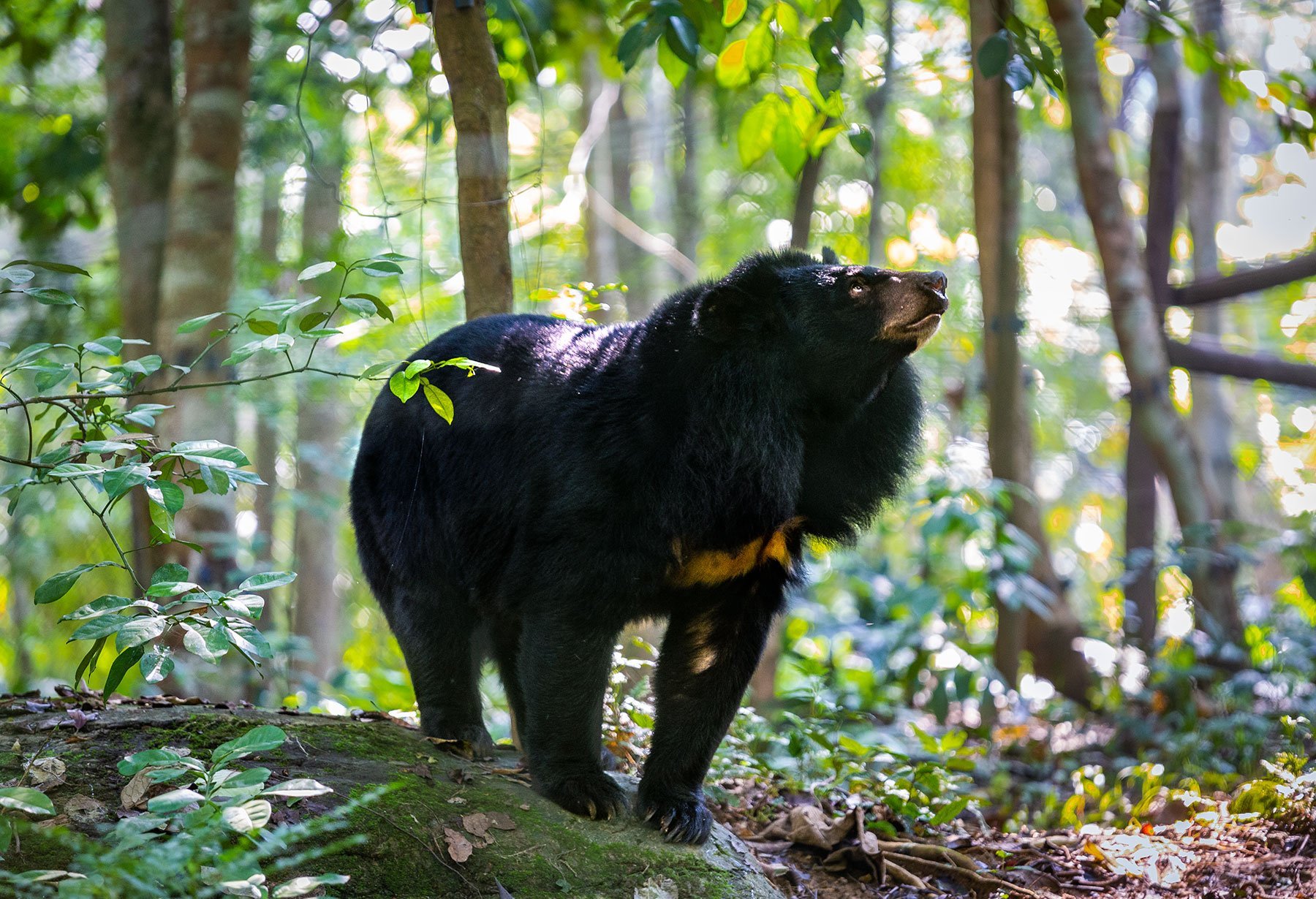 Free the Bears | Laos and Cambodia