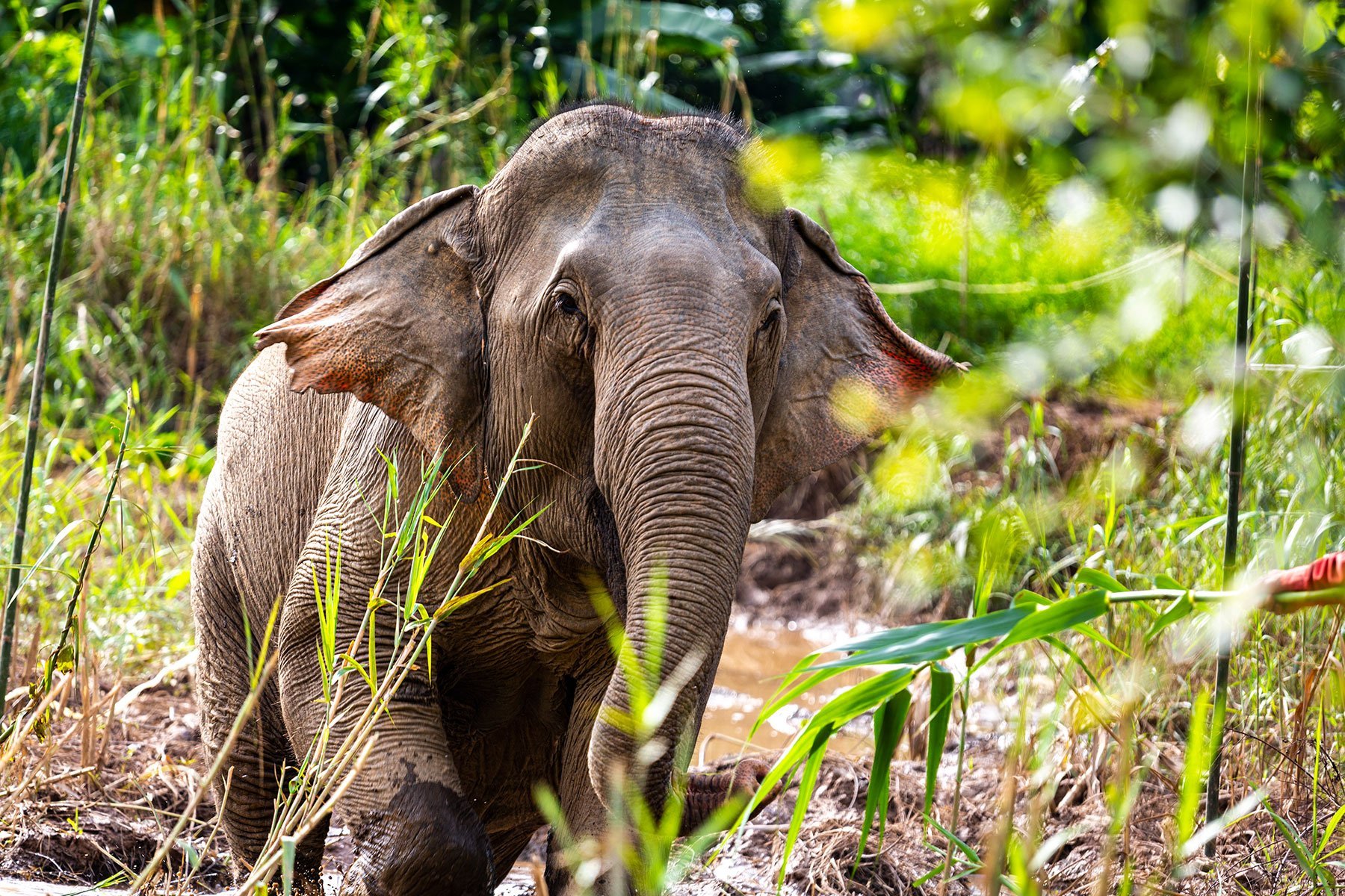 MandaLao Elephant Sanctuary in Luang Prabang, Laos