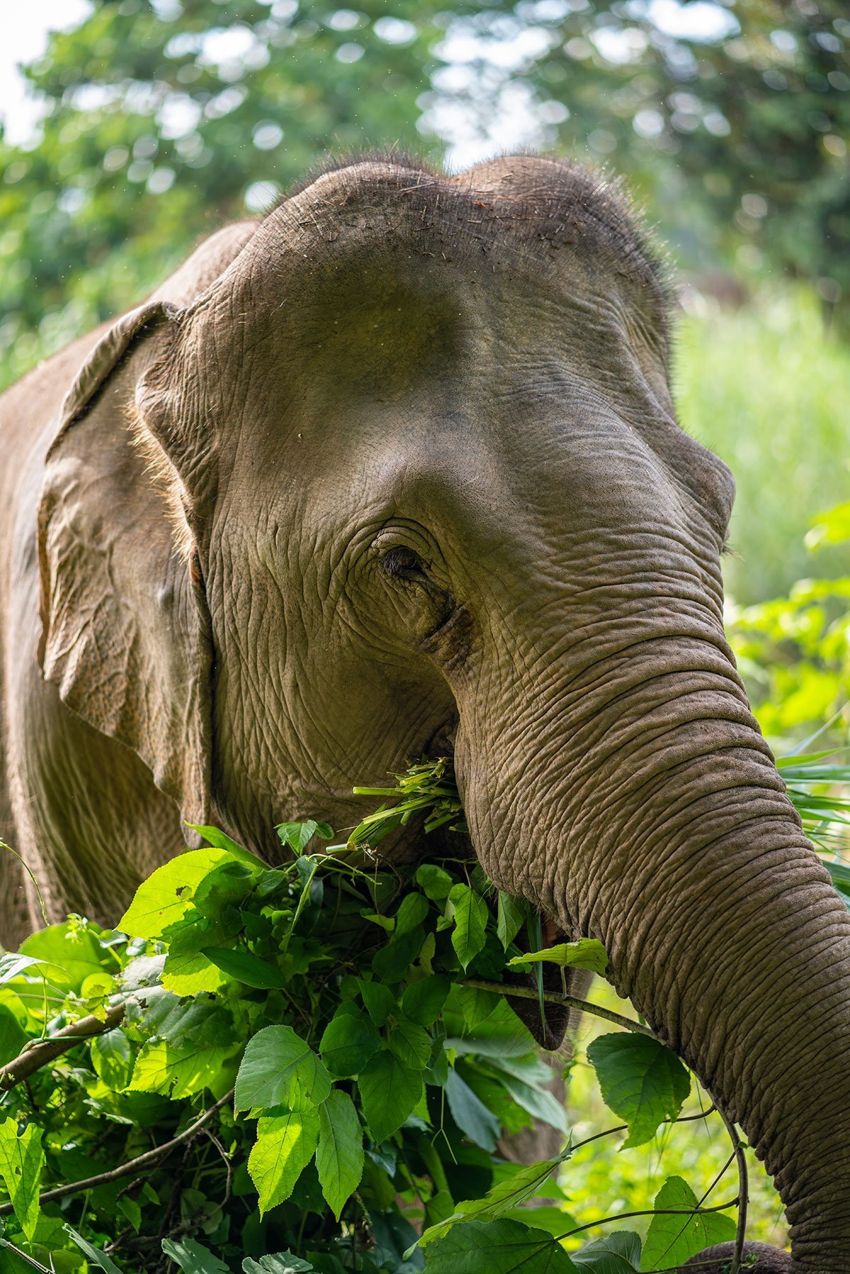 MandaLao Elephant Sanctuary in Luang Prabang, Laos