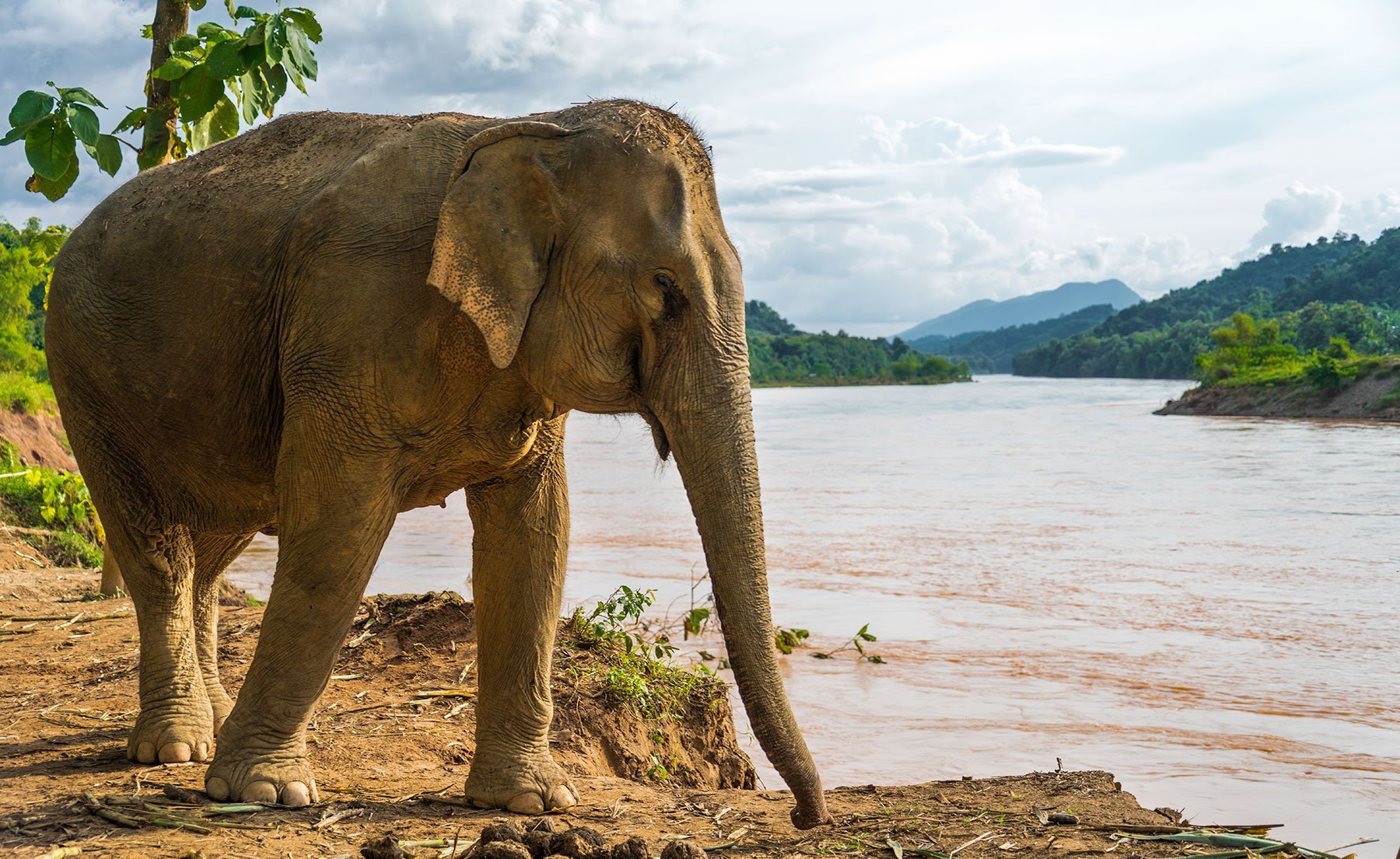 MandaLao Elephant Sanctuary in Luang Prabang, Laos