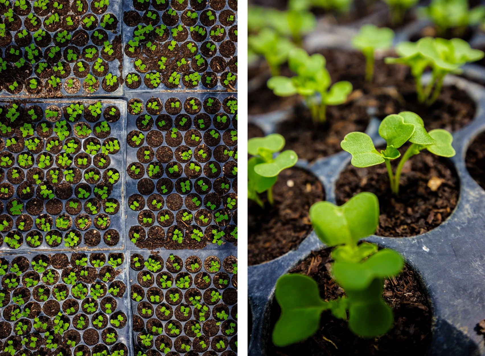  Seeds of Sustainability — Documenting high-value melon seedling cultivation and climate-smart agricultural value chains in partnership with iDE Cambodia 