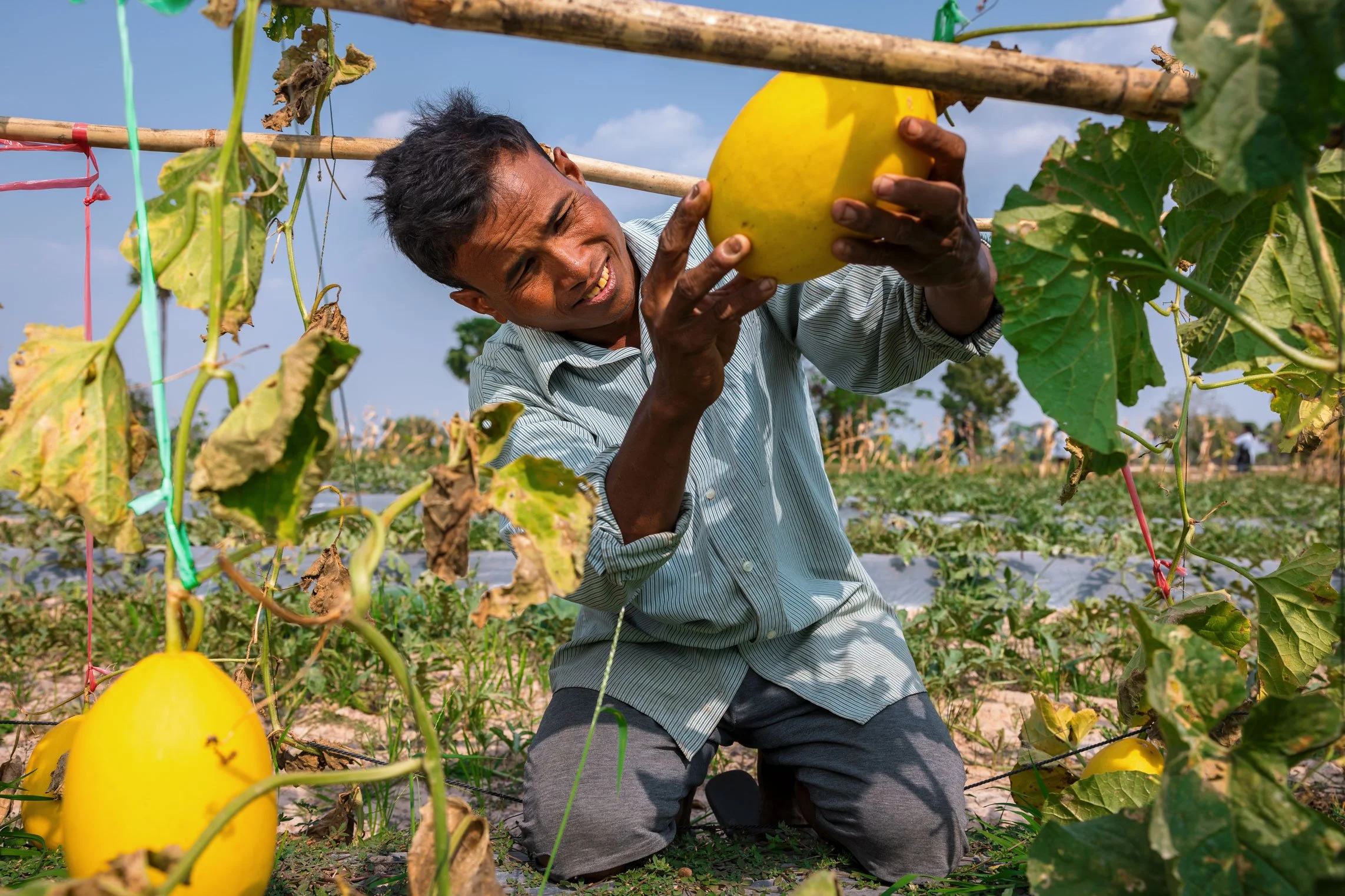  Harvesting Innovation — A local smallholder farmer carefully inspects high-value golden melons grown using climate-resilient farming techniques in partnership with iDE Cambodia. 