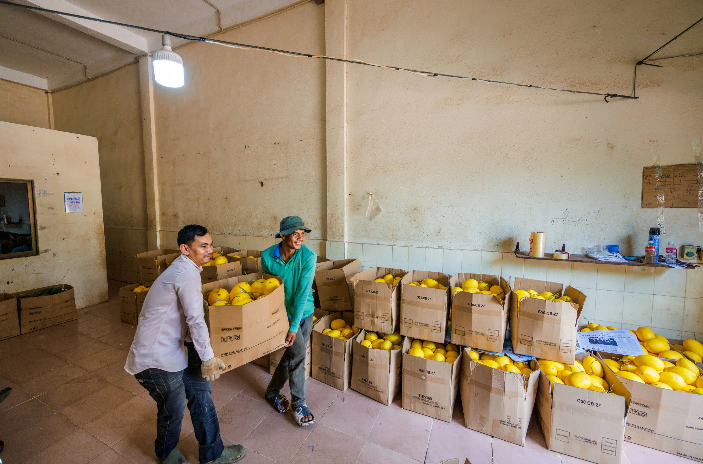 Moving the Market — Documenting post-harvest handling, sorting, and indoor warehouse logistics at the MASC Melon Association in partnership with iDE Cambodia. 