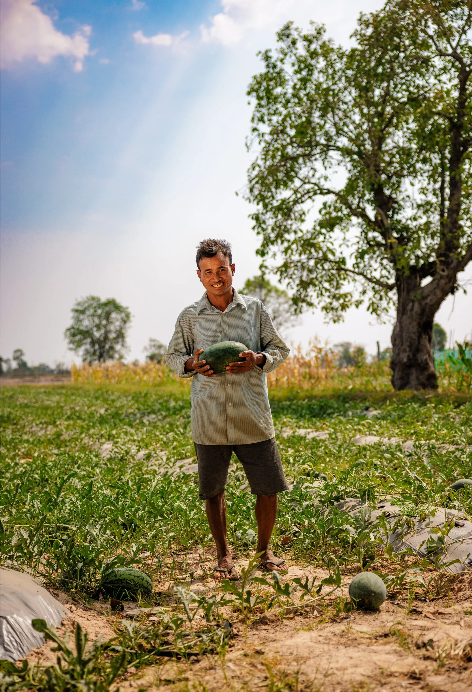  Cultivating Prosperity — A portrait of a local smallholder farmer showcasing a fresh watermelon harvest, documenting climate-resilient farming systems in partnership with iDE Cambodia. 