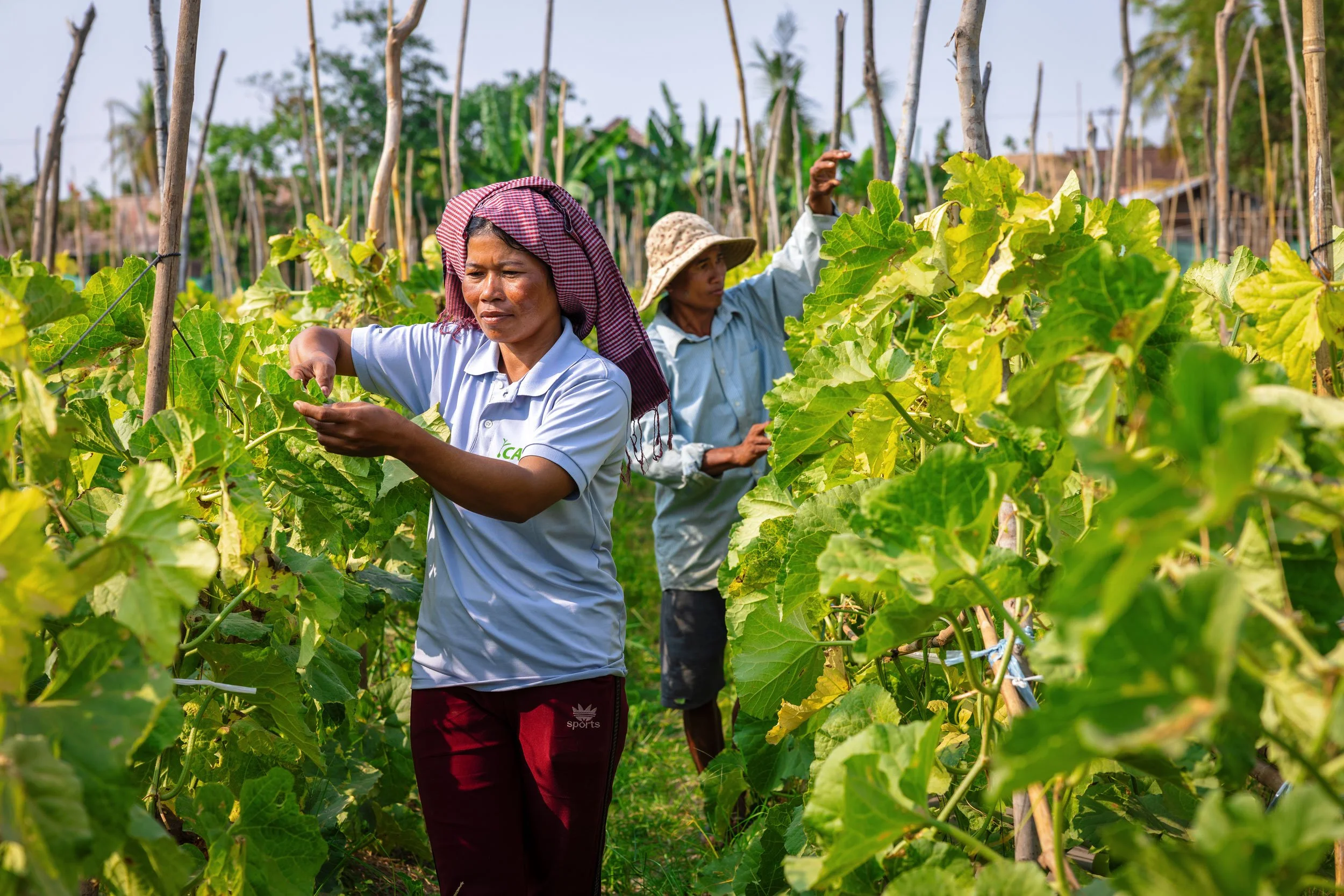  Innovations in Infrastructure — Documenting smallholder farmers managing high-value melon crops using vertical trellis systems, part of iDE’s climate-smart horticulture and CSmart value-chain initiatives in Cambodia. 
