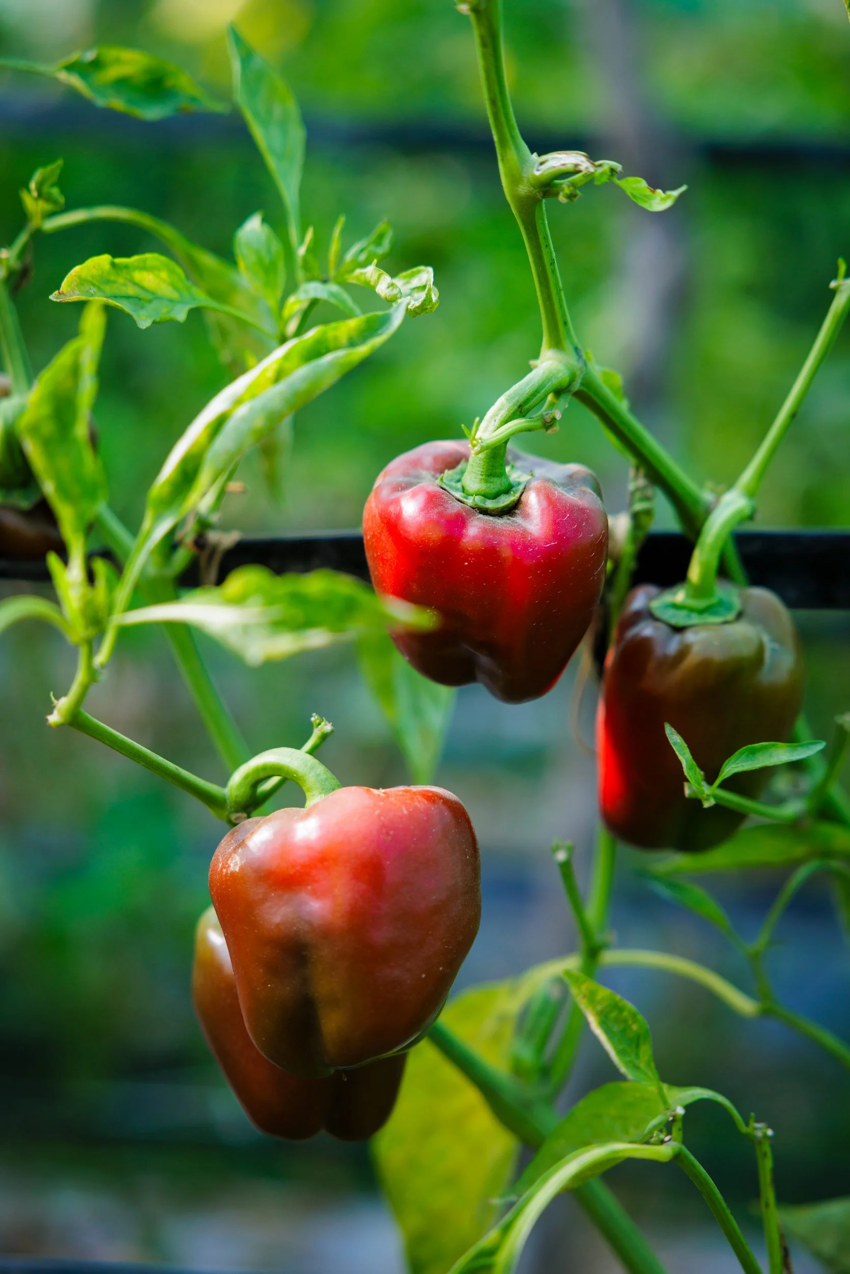  Vibrant Yields — Documenting high-value sweet bell pepper cultivation and commercial crop diversification within iDE Cambodia's market-driven agricultural programs. 