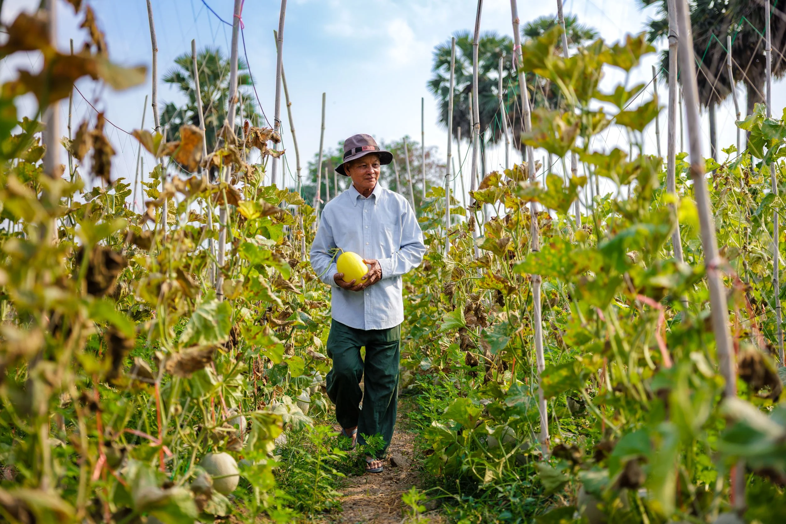  Pathways to Abundance — Documenting a smallholder farmer walking through vertical trellis rows during a golden melon harvest, highlighting climate-resilient agriculture initiatives with iDE Cambodia. 