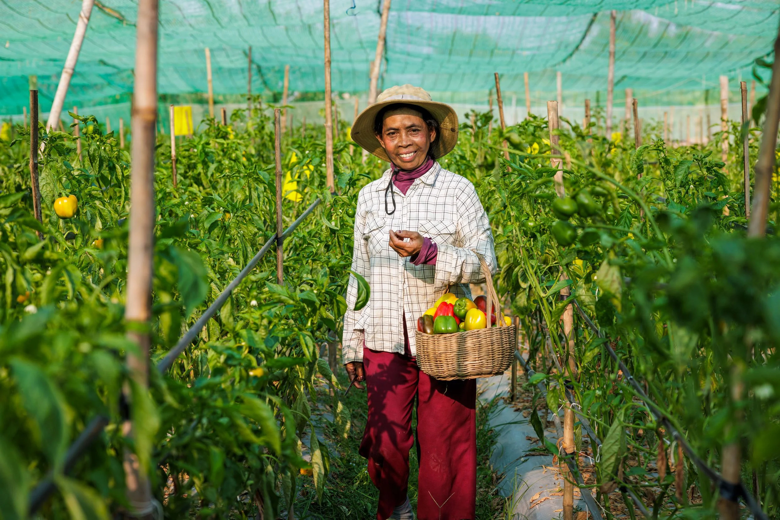  Harvesting Diversity — A portrait of a local smallholder farmer gathering sweet bell peppers inside a protective net house nursery, documenting agricultural adaptation and high-value crop commercialization with iDE Cambodia. 