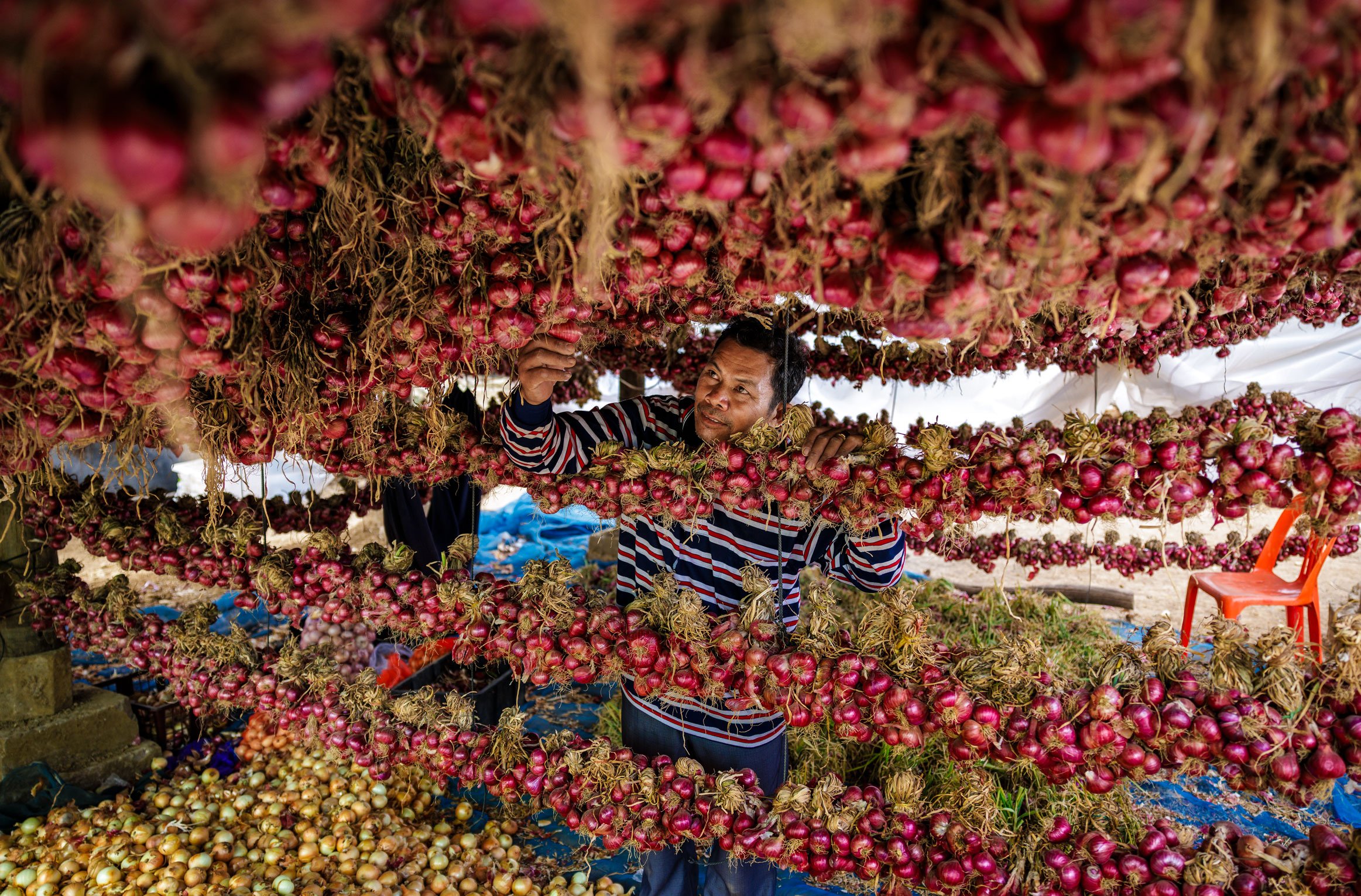  Preserving the Yield — Documenting a smallholder farmer managing bundled shallots and red onions in a post-harvest curing and drying facility, highlighting value-chain storage innovations with iDE Cambodia. 