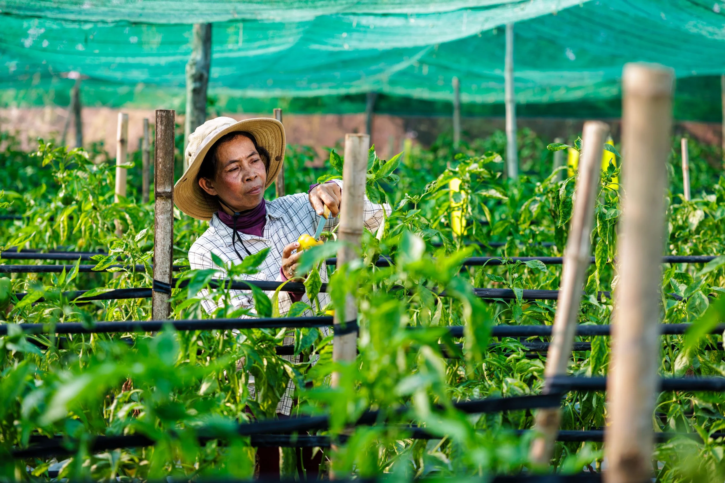  Precision in the Field — Documenting a smallholder farmer carefully harvesting sweet bell peppers inside a climate-smart net house, showcasing the active management of high-value crops with iDE Cambodia. 