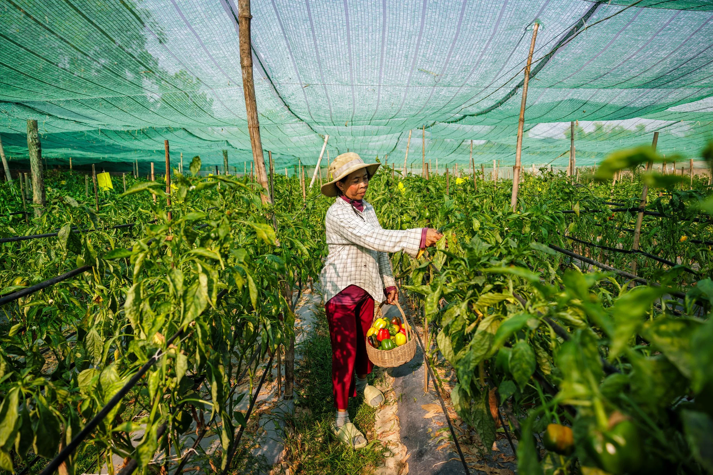  Homestead Enterprise — Documenting residential sweet bell pepper cultivation inside a climate-smart net house built behind a traditional family home, highlighting household economic empowerment with iDE Cambodia. 