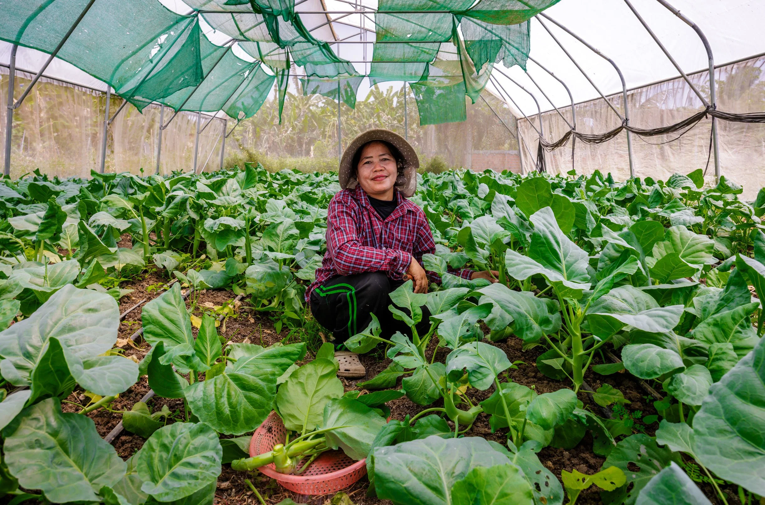  Nurturing the Network — A portrait of a local smallholder farmer tending to high-value Chinese broccoli (gai lan) inside an arched greenhouse, documenting climate-smart agriculture and drip irrigation systems with iDE Cambodia. 