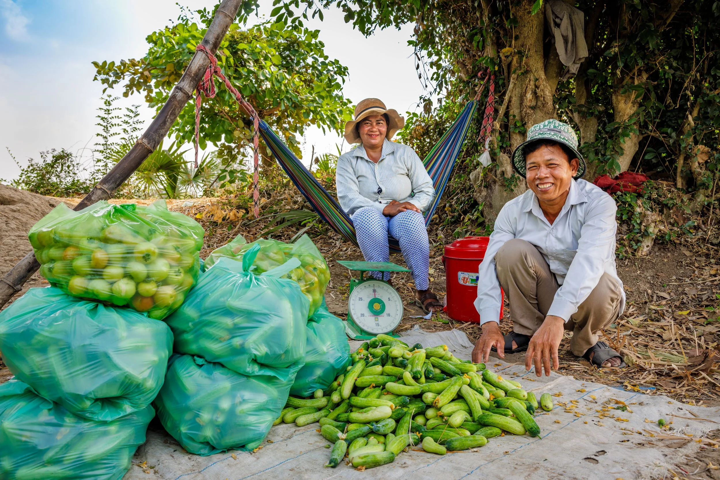  The Weight of Abundance — Documenting smallholder farmers weighing and packaging a fresh cucumber and tomato harvest at the farm, highlighting local market distribution and value chains with iDE Cambodia. 