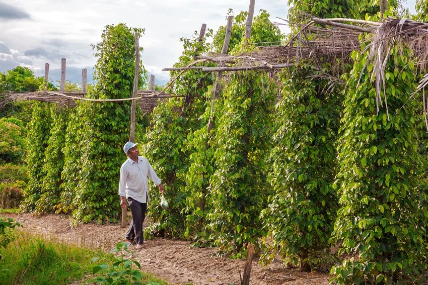 pepper-vines-farmer-kampot-cambodia.jpg