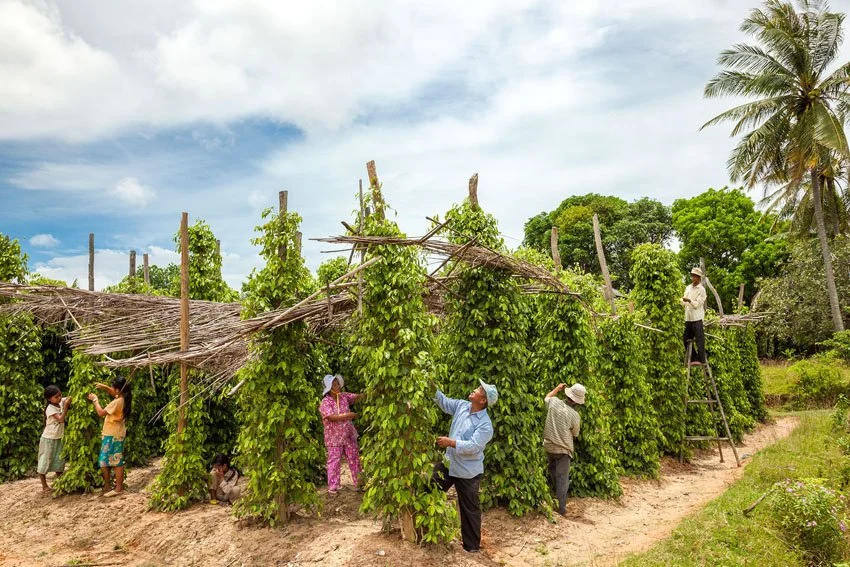 workers-pepper-planatation-kampot-province.jpg