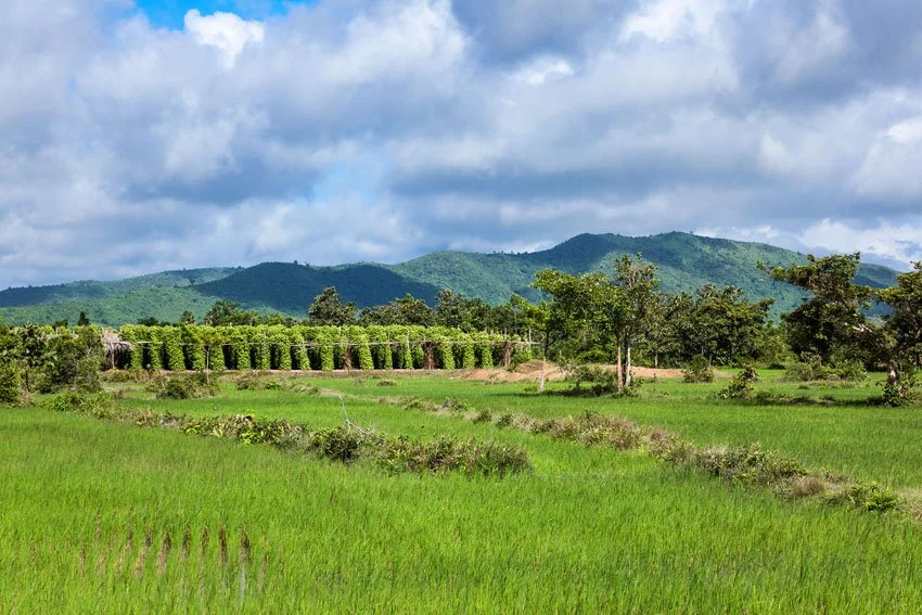 kampong-trach-pepper-farm-cambodia-kampot.jpg