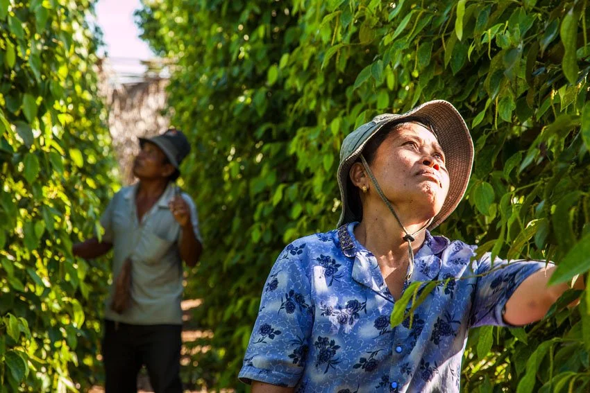 kampot-pepper-farm-editiorial-assignment.jpg