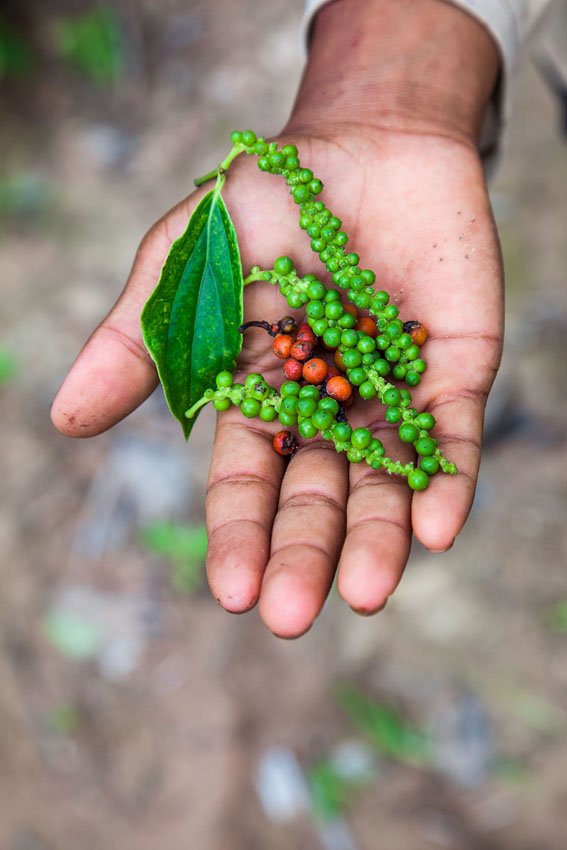 pepper-corn-varieties-hand.jpg