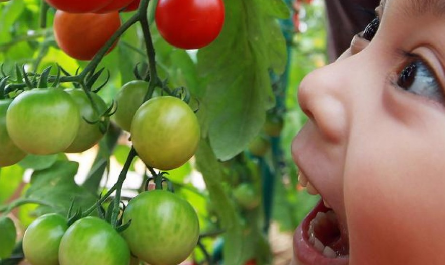 SCMP: Nutrition: children eating greens