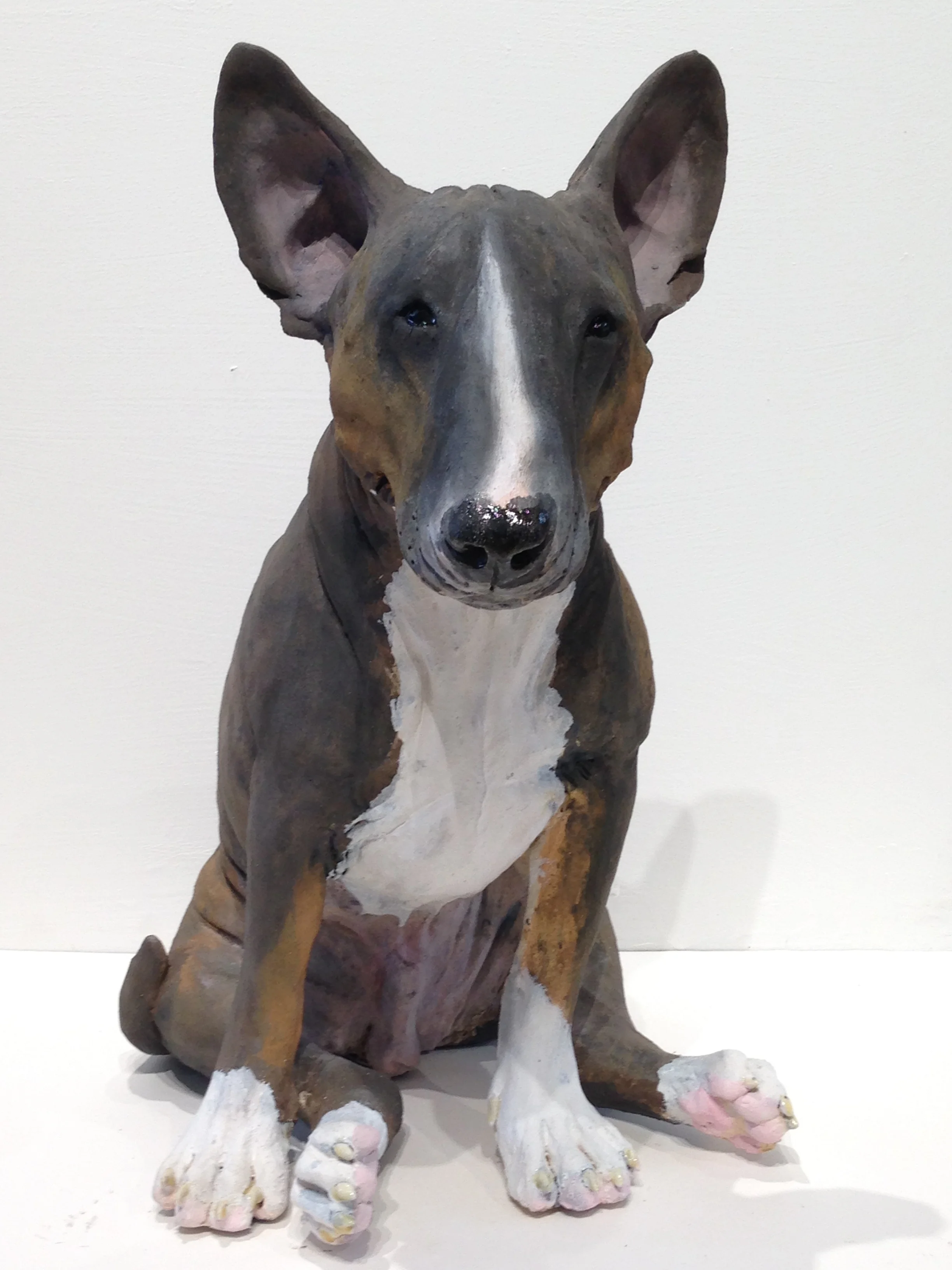 Brown English Bull Terrier