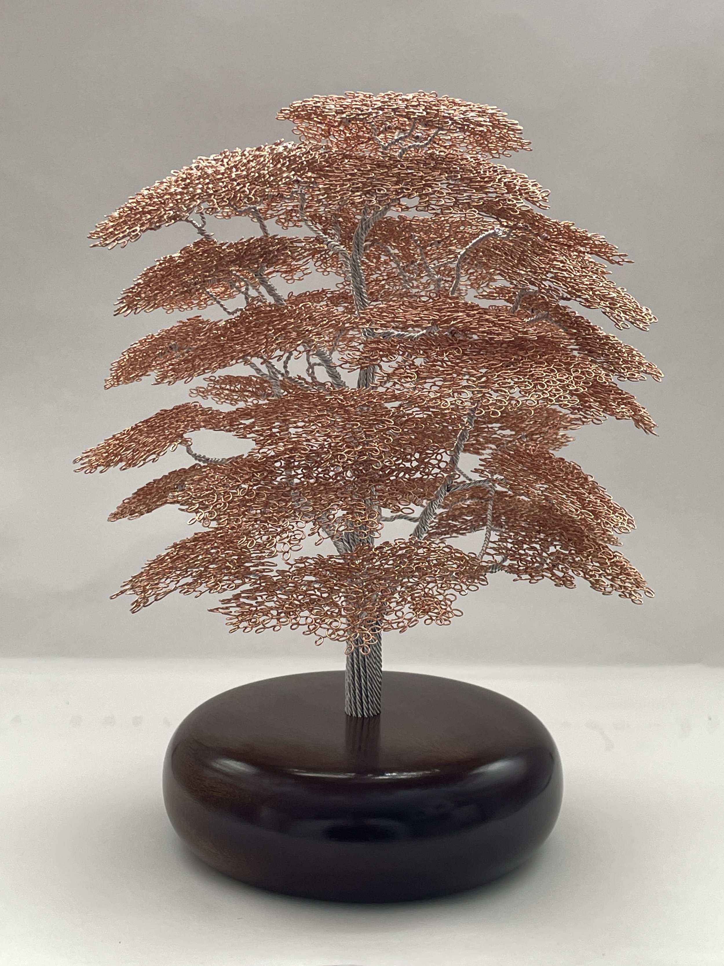 Cedar of Lebanon Tree